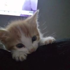 an orange and white kitten laying on top of a couch