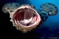 an animal with its mouth open and it's teeth wide open in the water