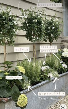 an assortment of plants in a metal planter on the side of a house with labeled names