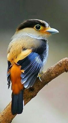 a colorful bird sitting on top of a tree branch