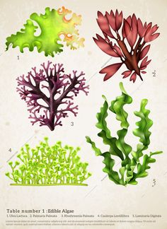 four different types of seaweed and corals on a white background - animals characters