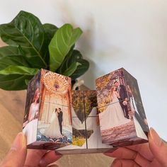 a hand holding an open photo book with pictures on it and a potted plant in the background