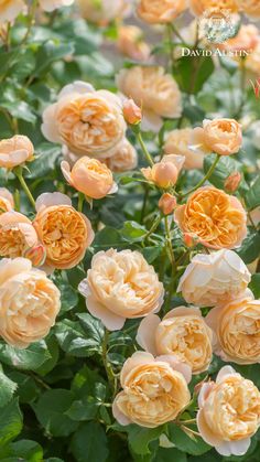 many peach colored flowers blooming in the sun on a sunny day with green leaves