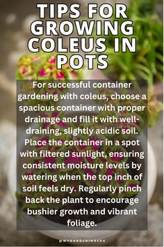 a white bowl filled with lots of green plants and text that reads tips for growing coleus in pots