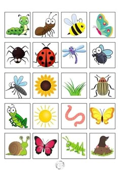 an insect matching game for kids