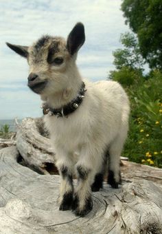 a small goat standing on top of a tree stump