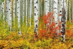 a forest filled with lots of tall trees next to green and yellow grass on the ground