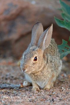 a rabbit sitting on the ground next to a plant