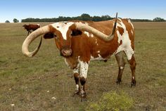 a brown and white cow with long horns standing in a field