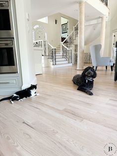 two cats and a dog are sitting on the floor in front of a large staircase