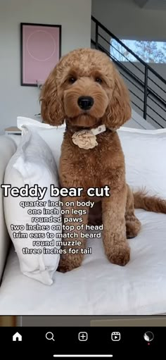 a brown dog sitting on top of a bed next to a white pillow with the caption teddy bear cut