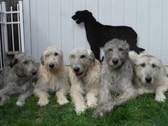 four dogs are sitting in the grass next to a black dog on a white wall