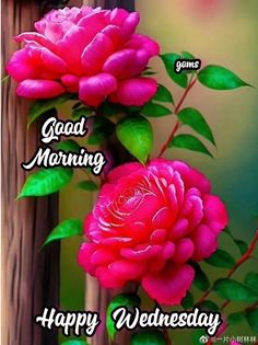 two pink flowers with the words good morning happy wednesday