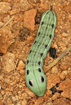 a close up of a green insect on the ground