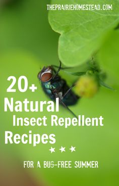 a bug sitting on top of a green leaf with the words 20 natural insect repellent recipes for a bug - free summer