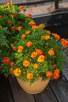 orange and yellow flowers in a pot on a wooden table