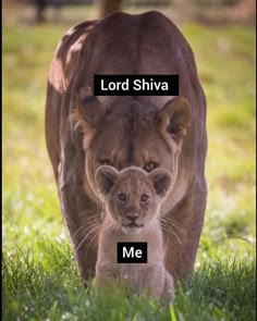 a lion and its cub walking in the grass with words that read lord shiva me