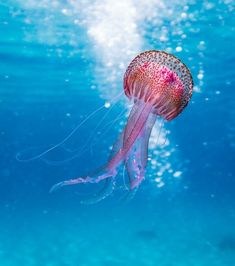 a pink jellyfish swimming in the blue water