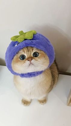 a cat wearing a blue hat with green leaves on it's head and eyes