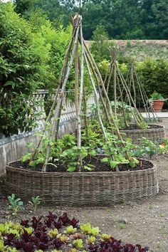 an outdoor garden with many plants growing in it