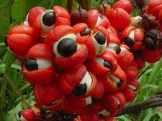 the fruit is hanging from the tree with googly eyes on it's faces