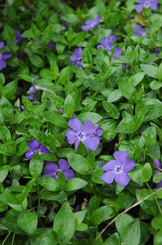 purple flowers are growing in the grass near some green leaves and plants with blue centers