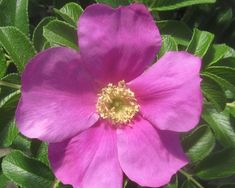 a pink flower with green leaves around it