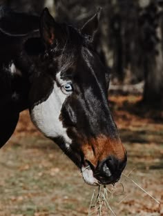 Paint horse aesthetic Horse Face Markings, Rare Horse Colors, Unique Horses, Face Markings, Unusual Horse, Horse Markings, Cute Horse Pictures