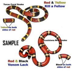 a red and black snake labeled in different colors, sizes, and names on a white background