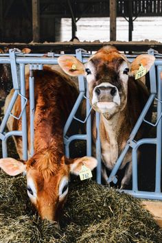 Farm Instagram, Farm Athstetic, Dairy Aesthetic, Farm Asethic, Farm Cows Country Life, Cow Farm