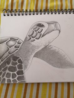 a pencil drawing of a sea turtle