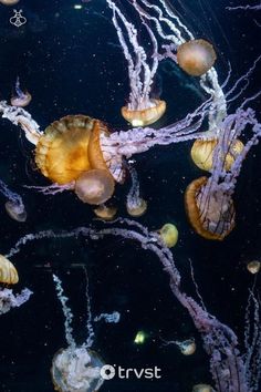 several jellyfish swimming in the water together