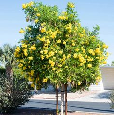 a tree with yellow flowers in the middle of a desert area next to some bushes