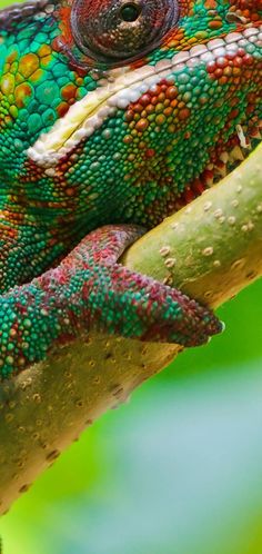 a colorful chamelon sitting on top of a tree branch