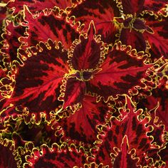 red and yellow leaves are in the center of this plant's blooming foliage