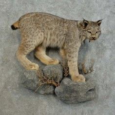 a small cat standing on top of a rock