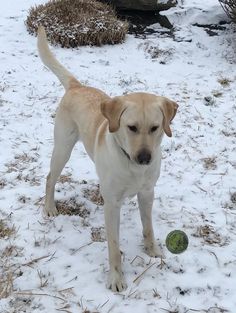 a dog standing in the snow next to a green frisbee and some dry grass