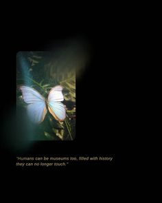 a blue butterfly sitting on top of a green leaf covered ground with a quote written below it