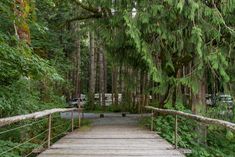 a wooden bridge in the middle of a forest