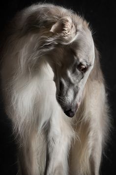 a white dog with long hair standing on a black background