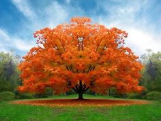 an orange tree in the middle of a green field with leaves on the ground and blue sky above