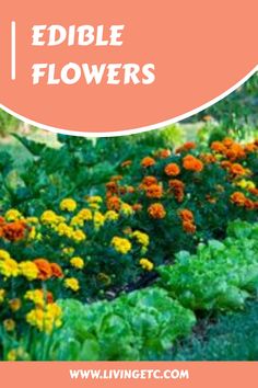 an image of edible flowers in the garden with text overlay that reads edible flowers