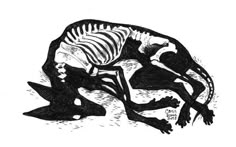 an animal skeleton sitting on the ground with its mouth open and it's legs spread out