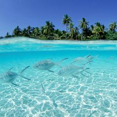 two fish swimming in the ocean with palm trees in the background