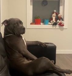 a dog sitting on top of a black couch