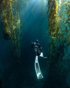 a person is swimming in the water surrounded by seaweed