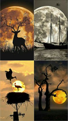 the silhouettes of animals and birds are shown in four different pictures, each with a full moon behind them