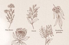 four different types of flowers are shown in this drawing