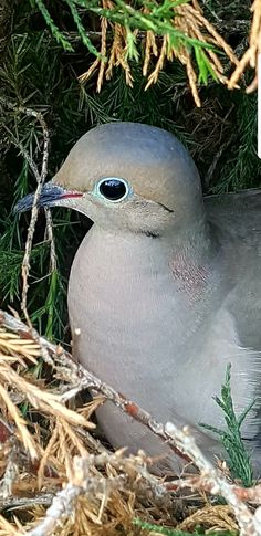 a close up of a bird in a nest with pine needles and branches around it