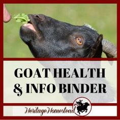 a goat eating leaves with the words goats health and info binder over it's image